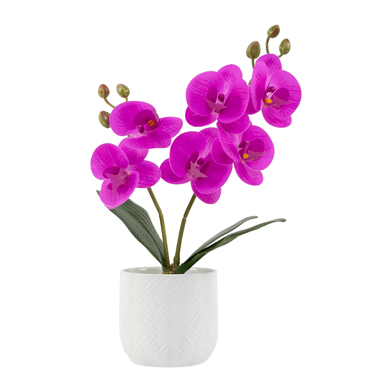 6 flores 6 cogollos Orquídea Phalaenopsis en maceta de cerámica