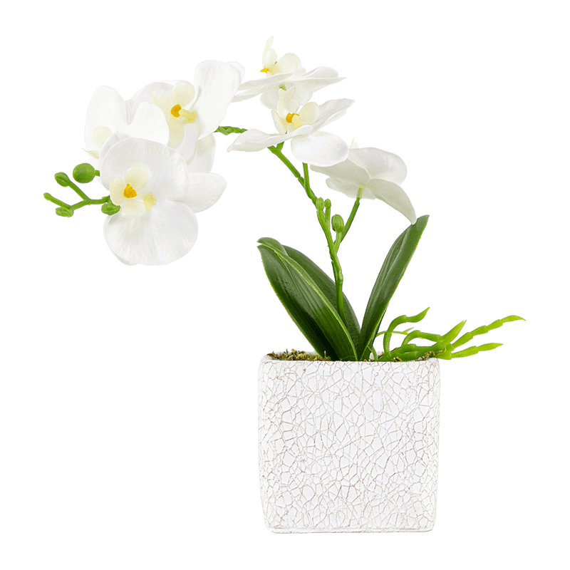 6 flores 3 hojas Orquídea Phalaenopsis en maceta de cemento