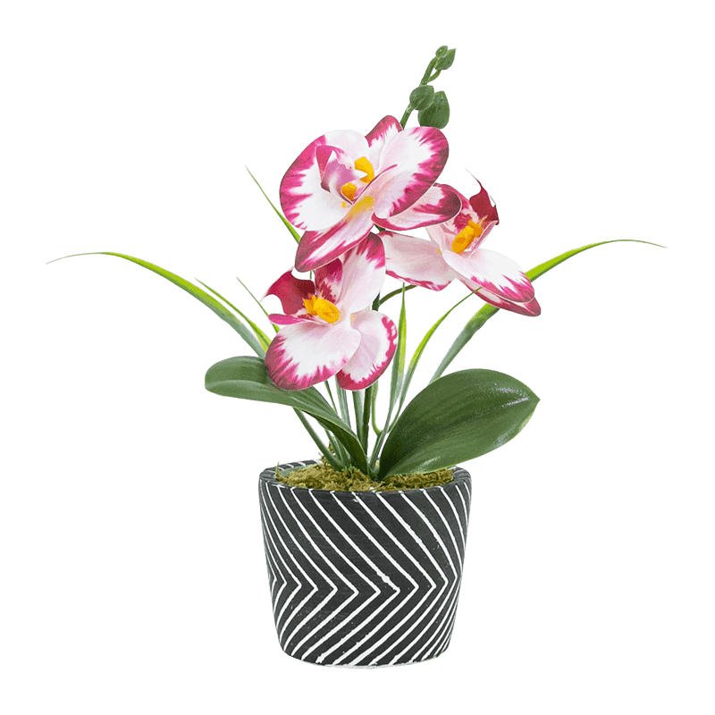 3 flores 3 cogollos Orquídea Phalaenopsis en maceta de cemento