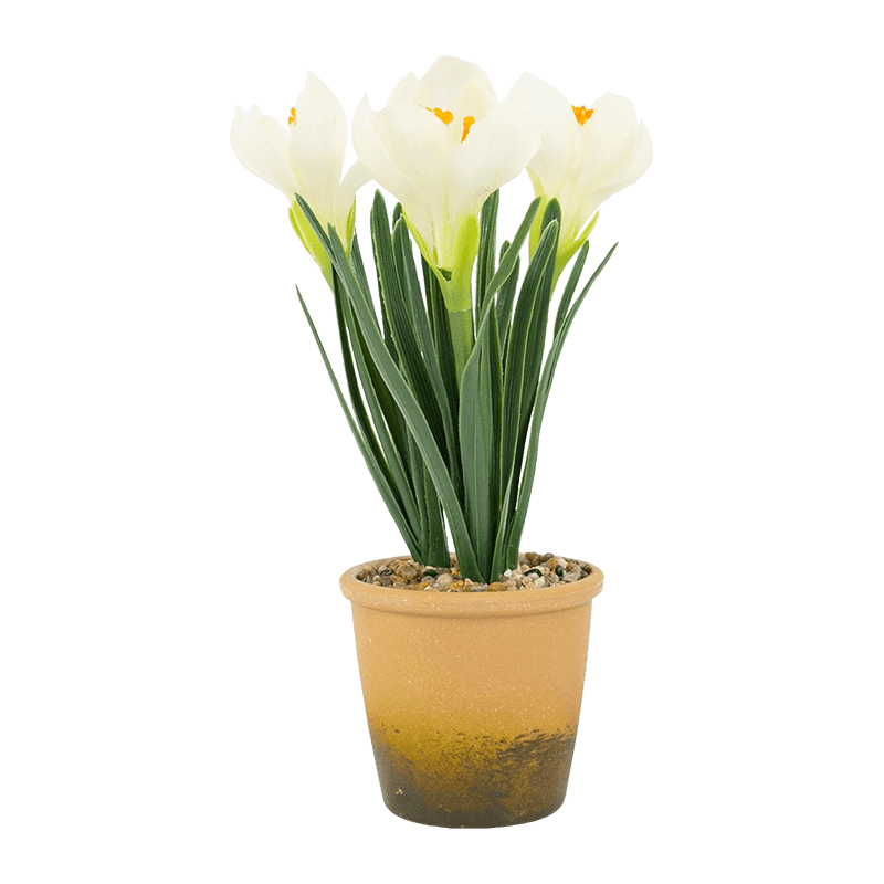 Narciso en Maceta de Melamina Con 3 Flores 28cm