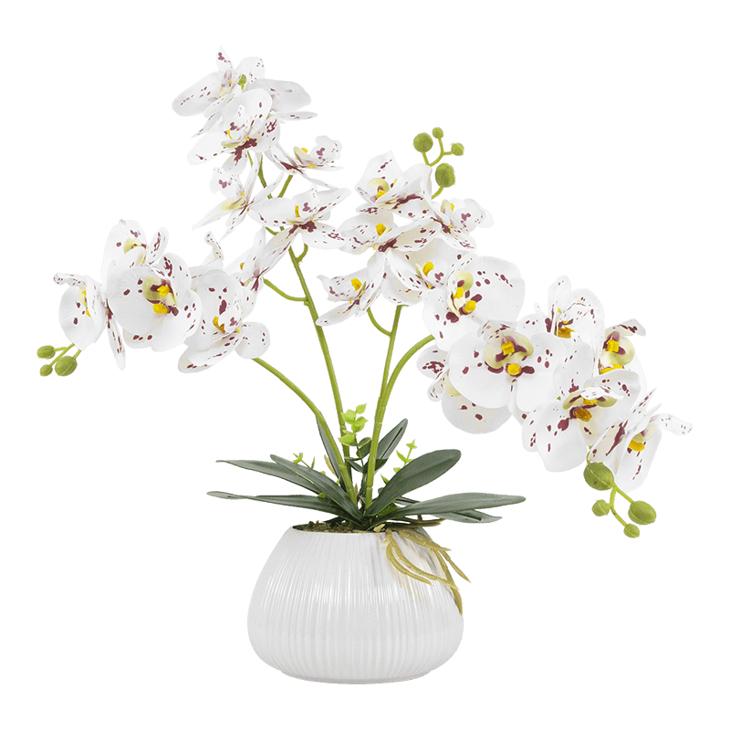 Orquídea mariposa de 24 flores con maceta de cerámica