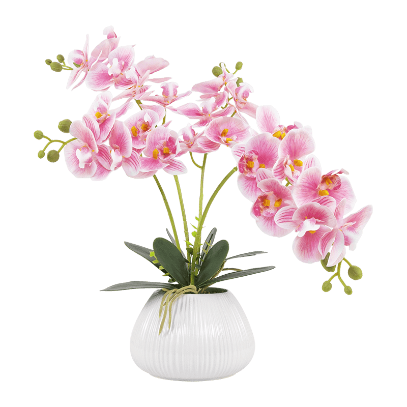 Orquídea mariposa de 24 flores con maceta de cerámica