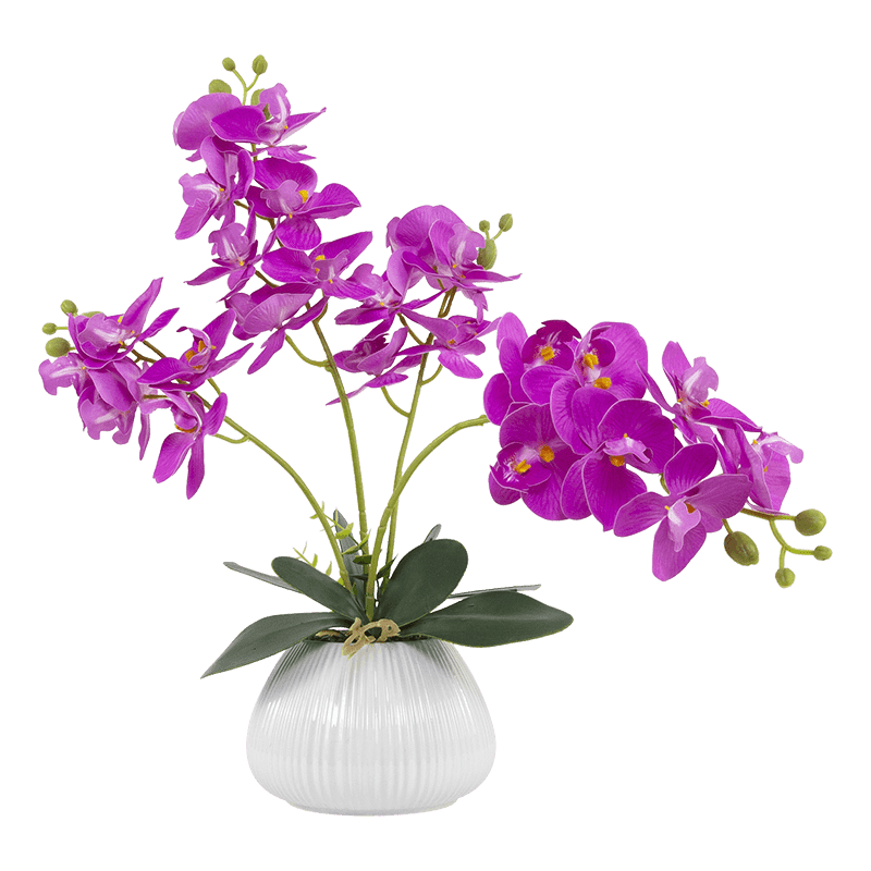 Orquídea mariposa de 24 flores con maceta de cerámica