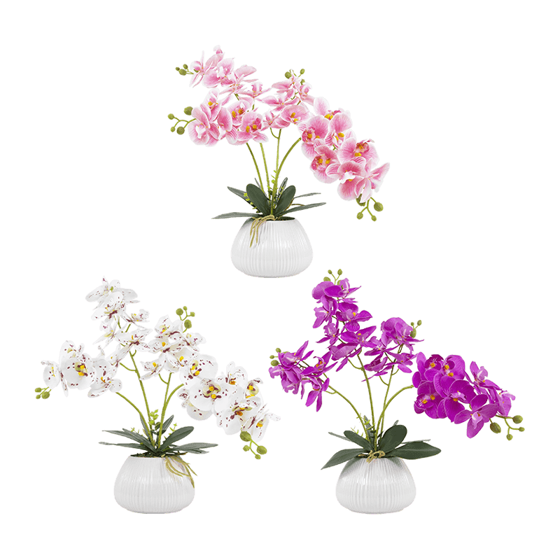 Orquídea mariposa de 24 flores con maceta de cerámica