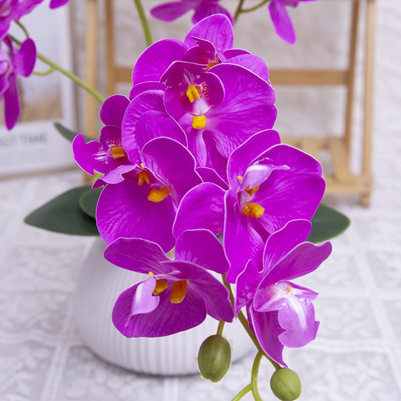 Orquídea mariposa de 24 flores con maceta de cerámica