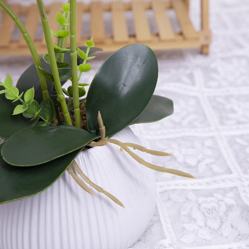 Orquídea mariposa de 24 flores con maceta de cerámica
