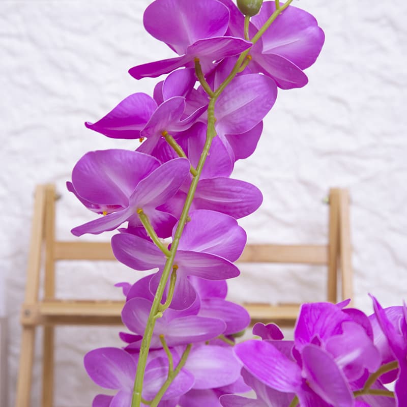 Orquídea mariposa de 24 flores con maceta de cerámica