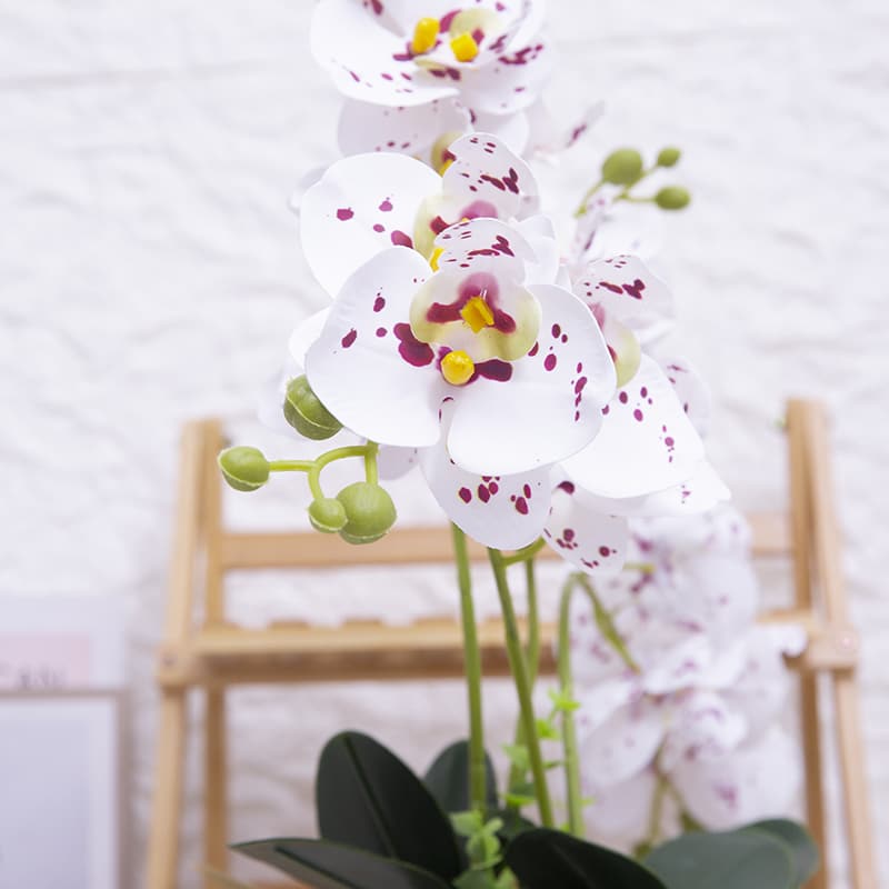 Orquídea mariposa de 24 flores con maceta de cerámica