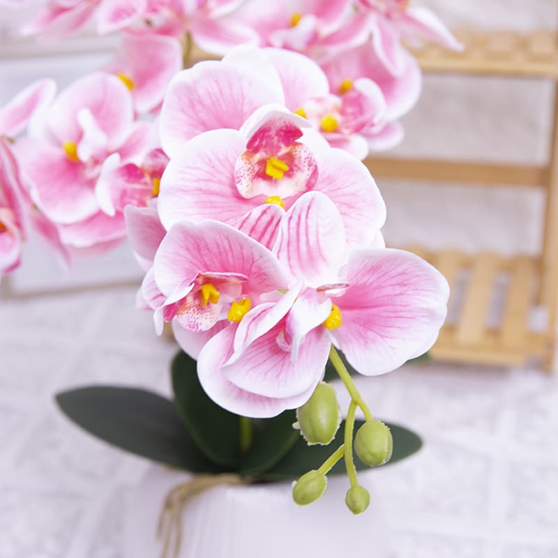 Orquídea mariposa de 24 flores con maceta de cerámica