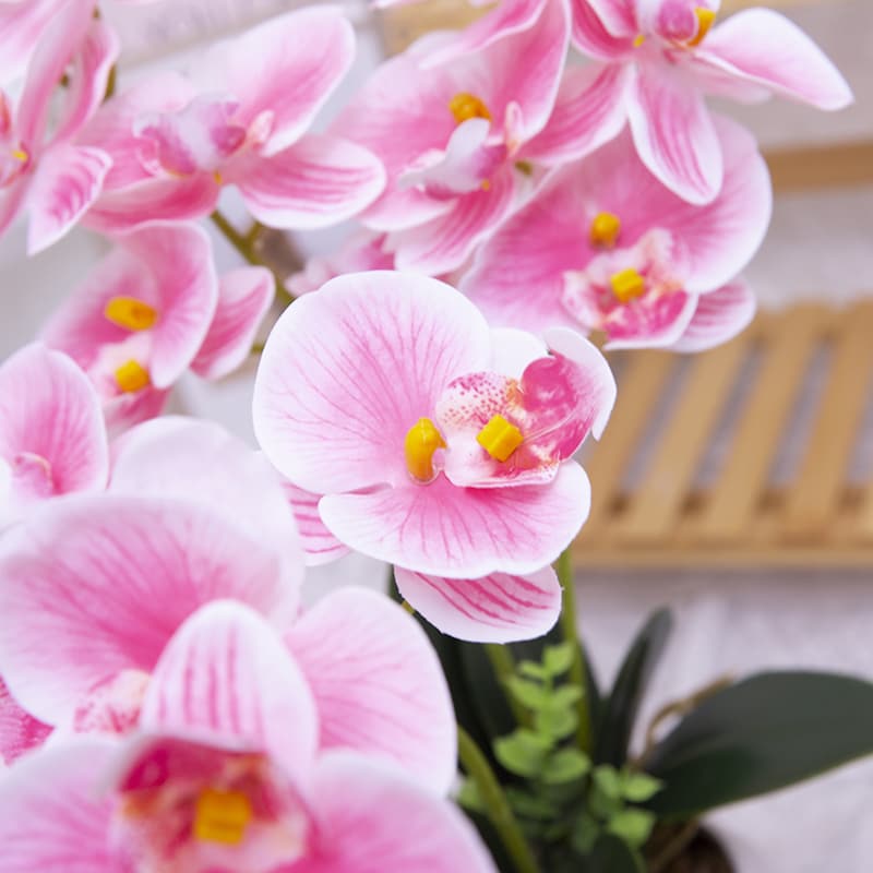 Orquídea mariposa de 24 flores con maceta de cerámica