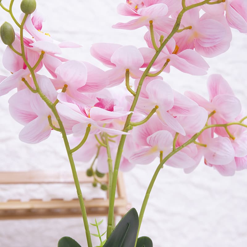 Orquídea mariposa de 24 flores con maceta de cerámica
