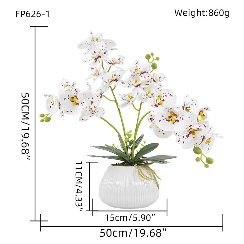 Orquídea mariposa de 24 flores con maceta de cerámica
