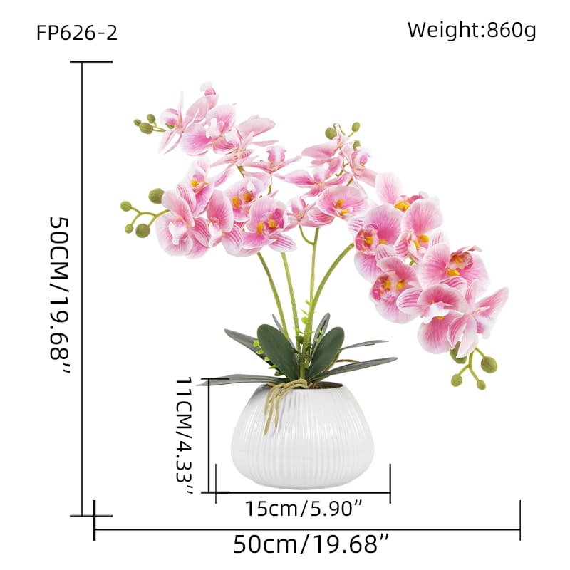 Orquídea mariposa de 24 flores con maceta de cerámica