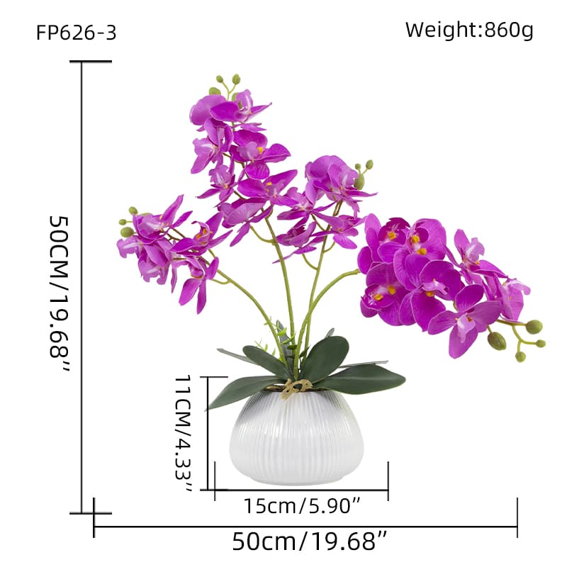 Orquídea mariposa de 24 flores con maceta de cerámica