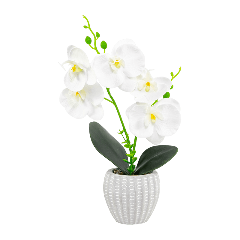 5 flores 8 cogollos 2 hojas Phalaenopsis en una olla de cemento