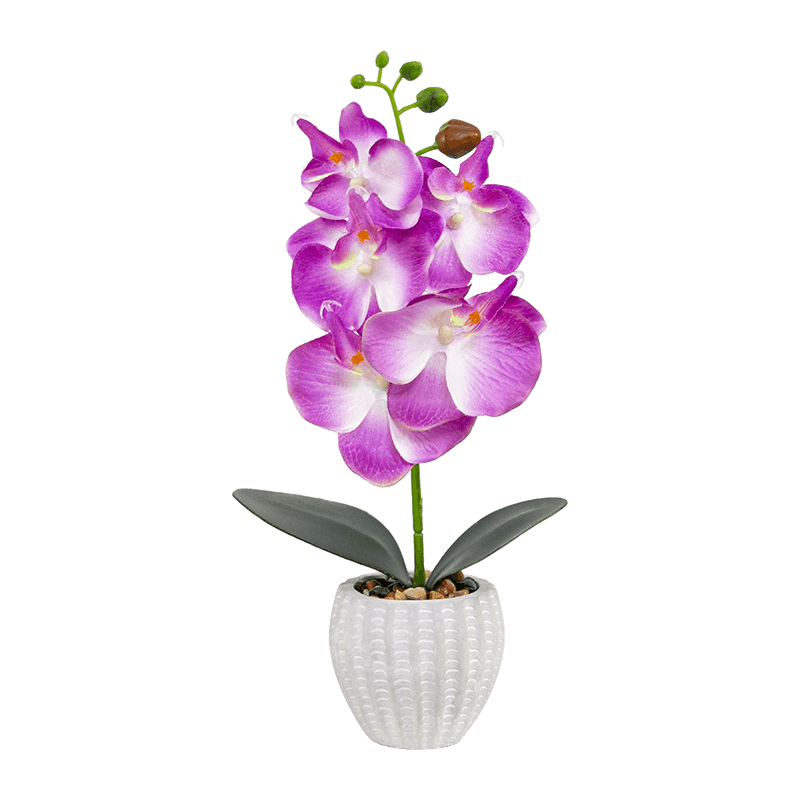 Orquídea en maceta de cemento con 5 flores