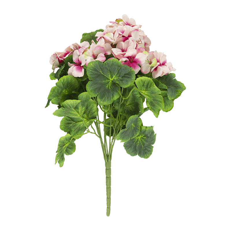 Arbusto de flores Begonia x 9 tallos