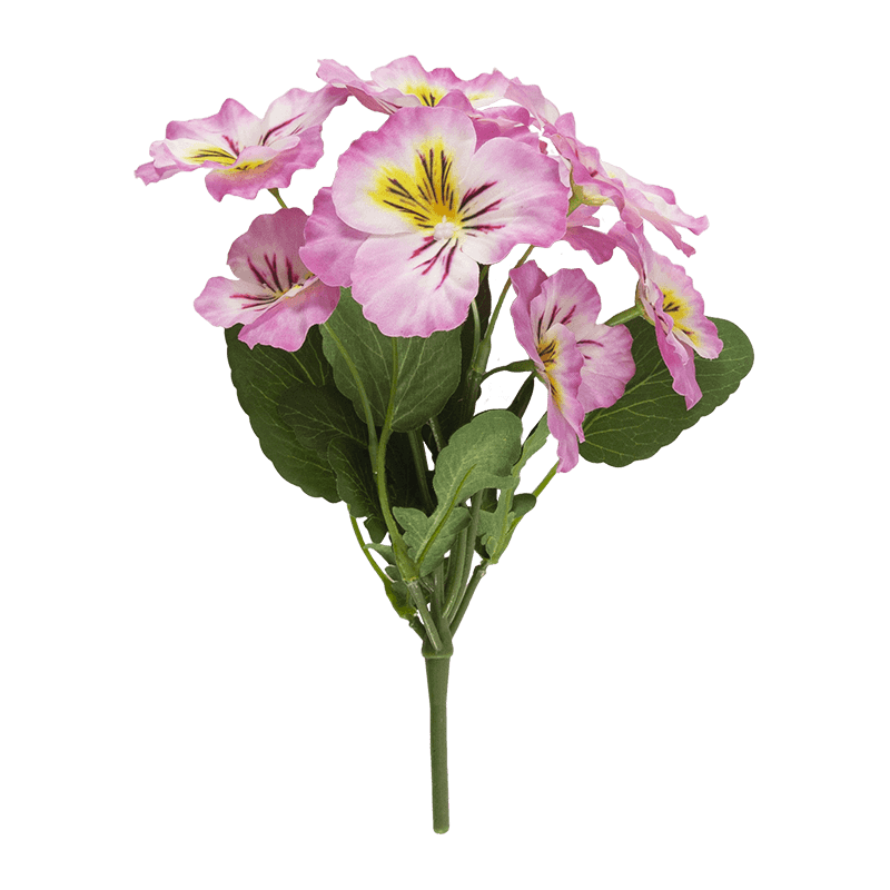 Flor de pansy con 8 flores
