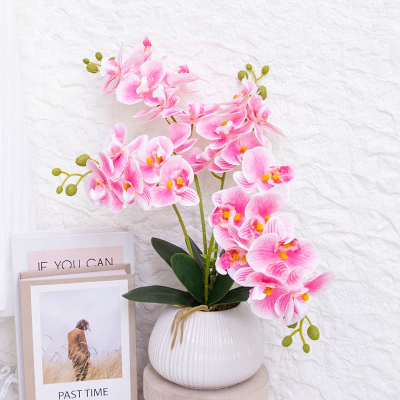 Orquídea mariposa de 24 flores con maceta de cerámica