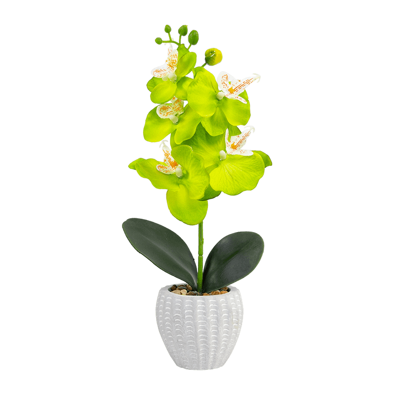 Orquídea en maceta de cemento con 5 flores