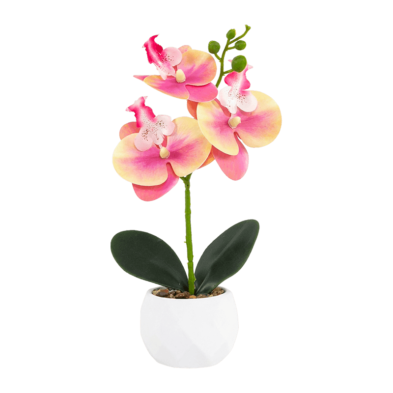 Orquídea en maceta de cemento con 3 flores