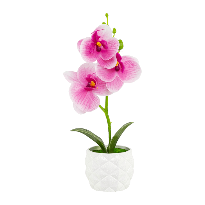 Orquídea en maceta PP con 3 flores