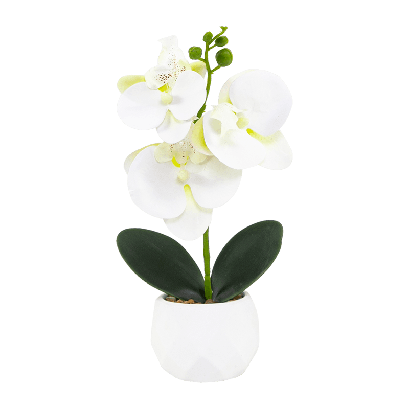 Orquídea en maceta de cemento con 3 flores