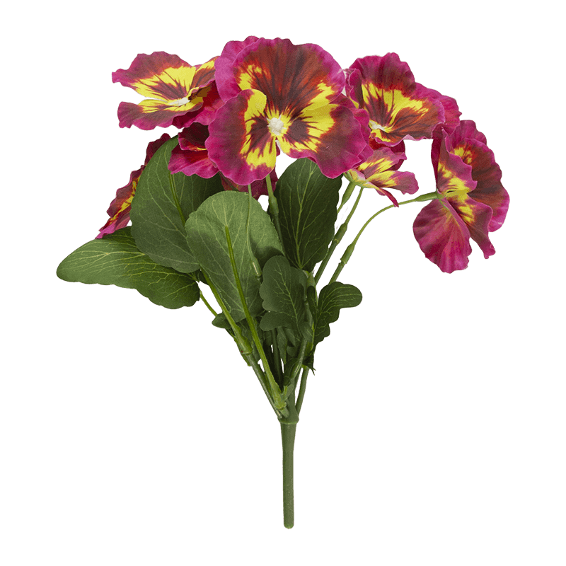 Flor de pansy con 8 flores