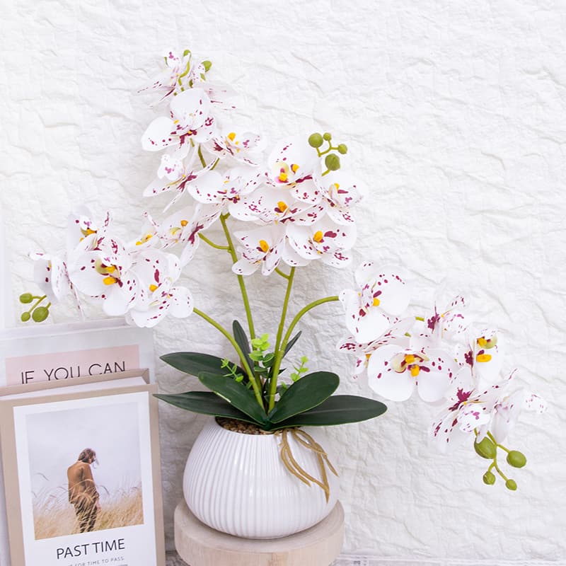 Orquídea mariposa de 24 flores con maceta de cerámica