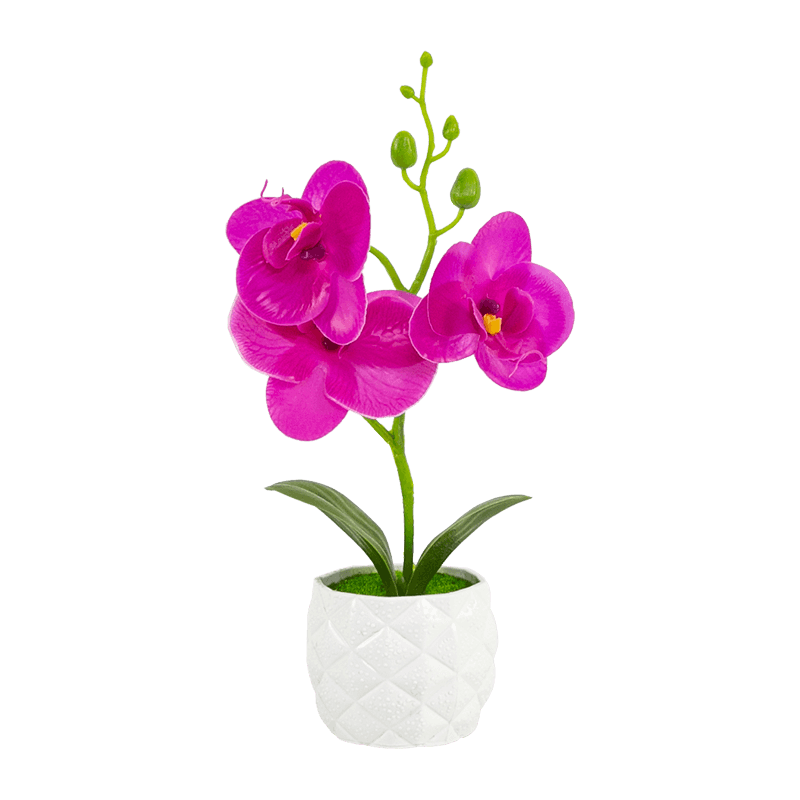 Orquídea en maceta PP con 3 flores