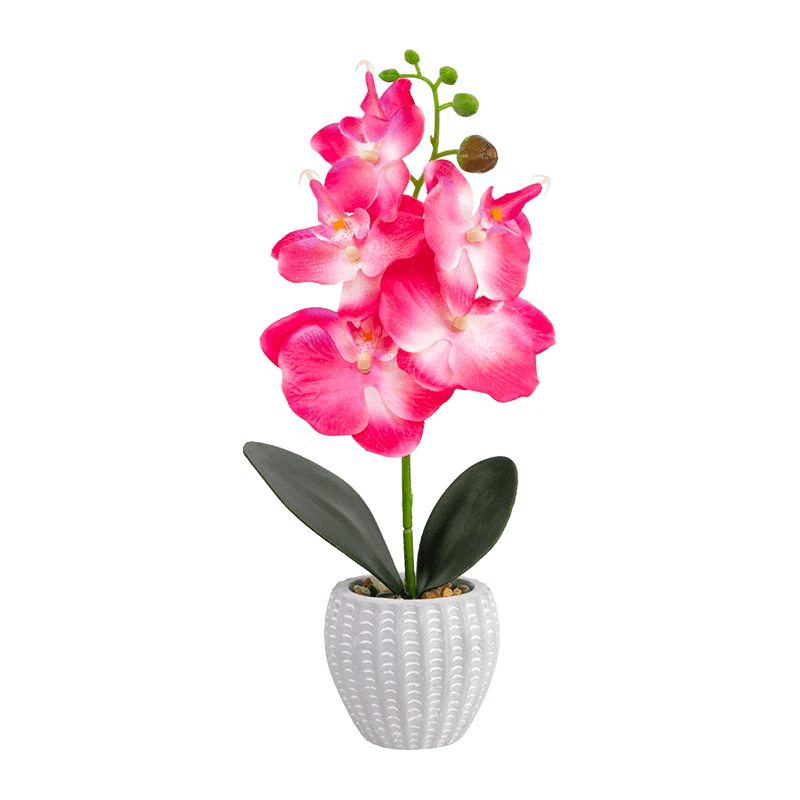 Orquídea en maceta de cemento con 5 flores