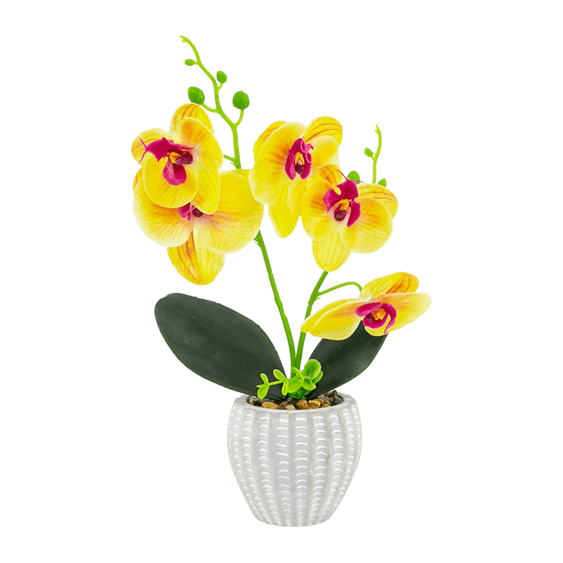 5 flores 8 cogollos 2 hojas Phalaenopsis en una olla de cemento