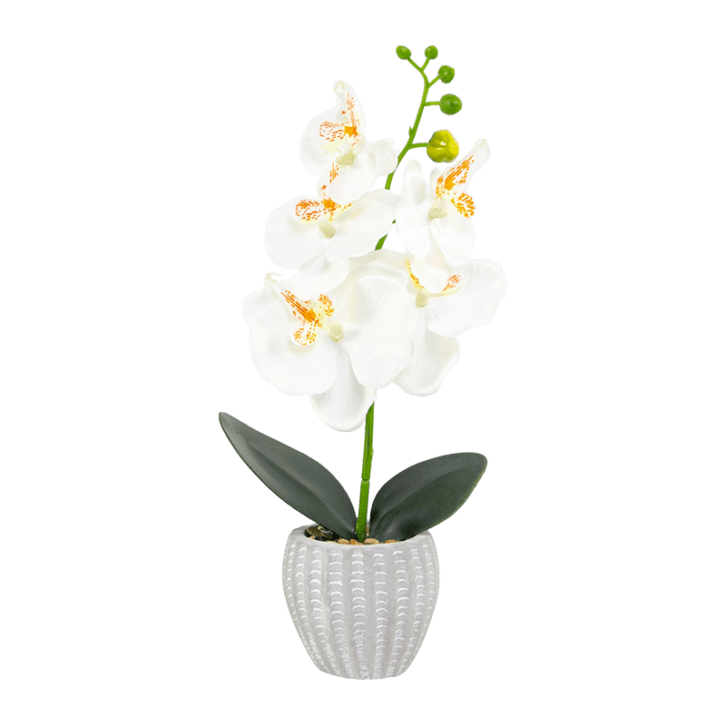 Orquídea en maceta de cemento con 5 flores