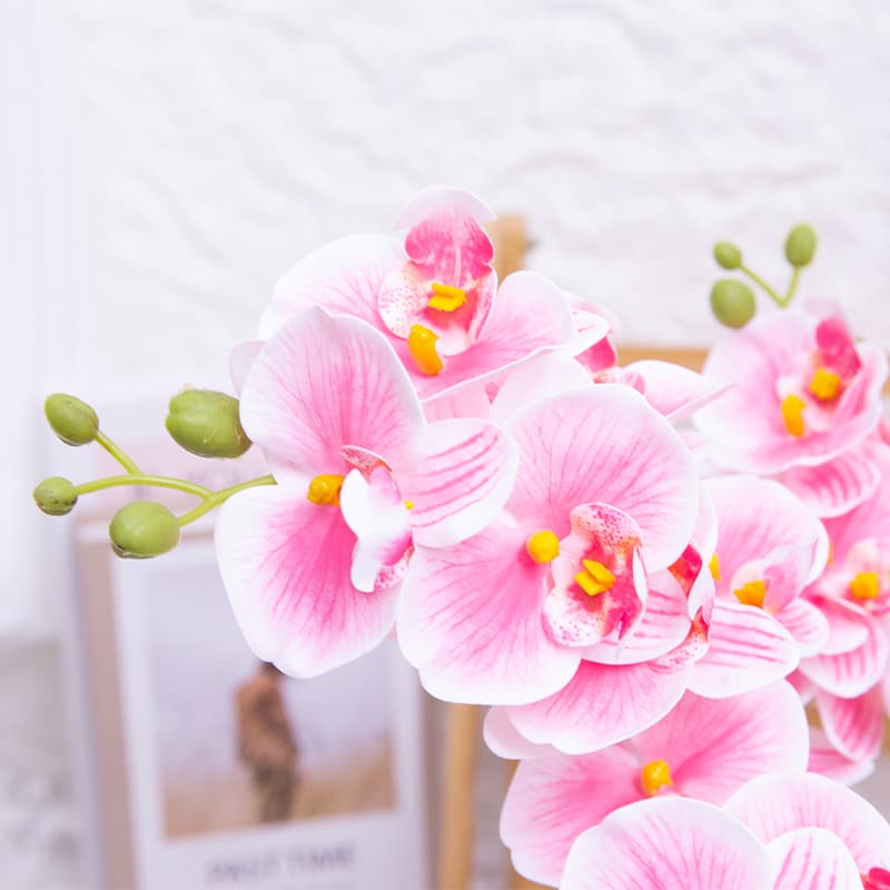 Orquídea mariposa de 24 flores con maceta de cerámica
