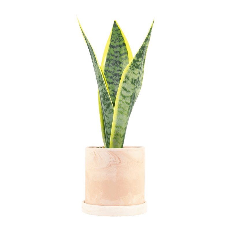 Planta de serpiente artificial 4 hojas en maceta de cerámica
