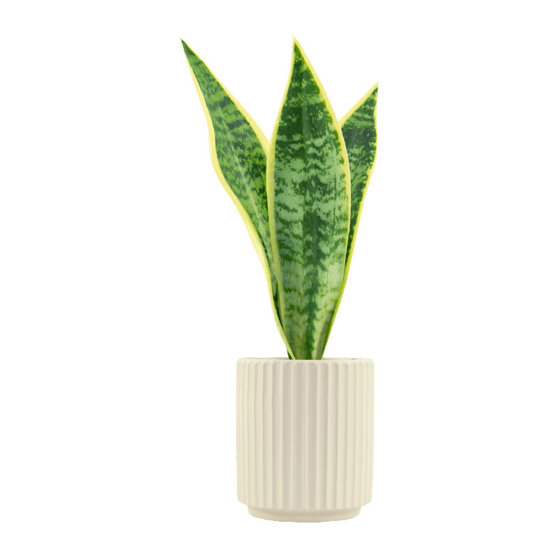 Aloe artificial en maceta de cerámica beige de 16,1