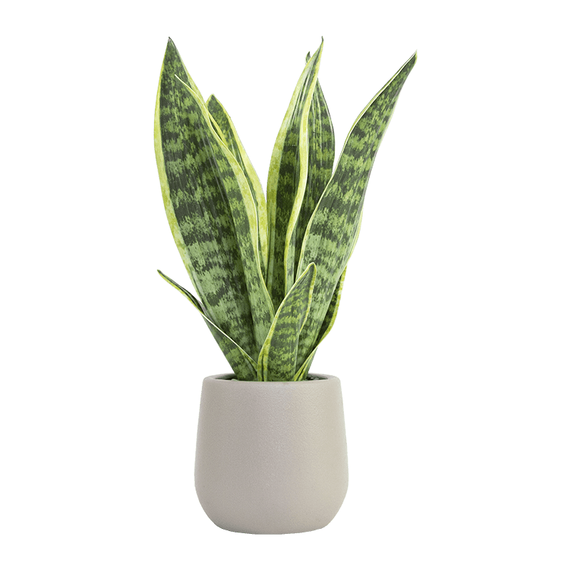 Aloe de serpiente artificial en maceta de PP de 15,8