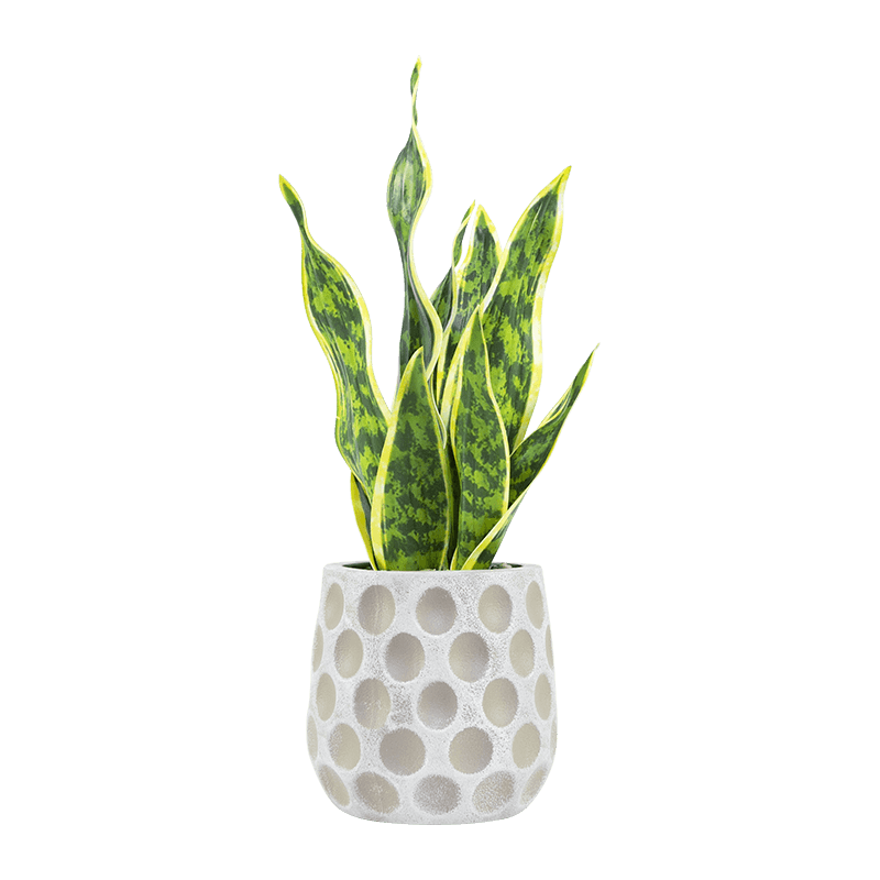 Aloe de serpiente artificial en maceta de PP de 15,8
