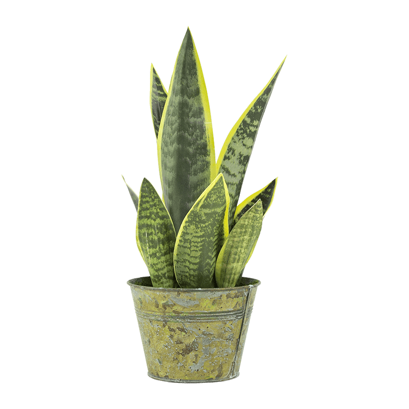 Aloe de serpiente artificial en maceta de PP de 15,8