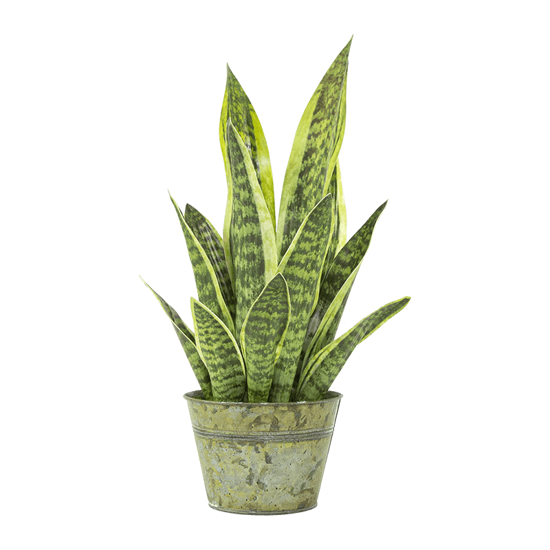 Aloe de serpiente artificial en maceta de PP de 15,8