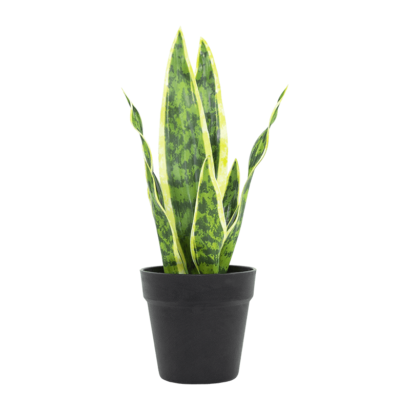 Aloe de serpiente artificial en maceta de PP de 15,8