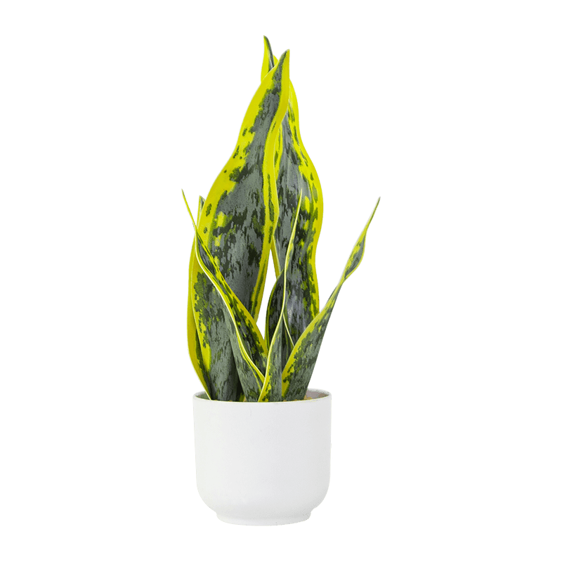 Aloe de serpiente artificial en maceta de PP de 15,8