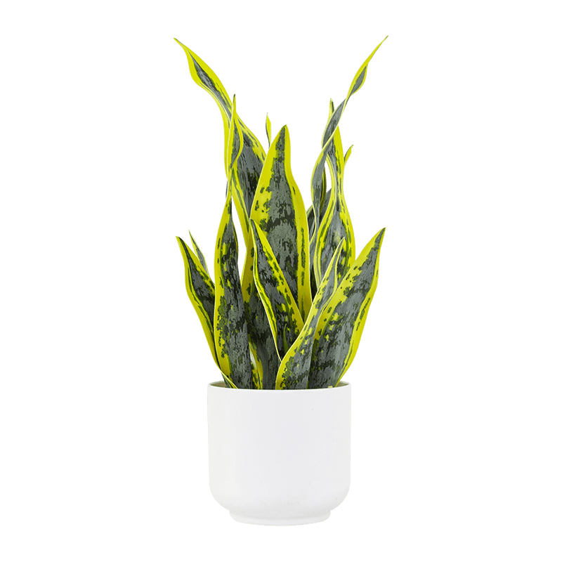 Aloe de serpiente artificial en maceta de PP de 15,8