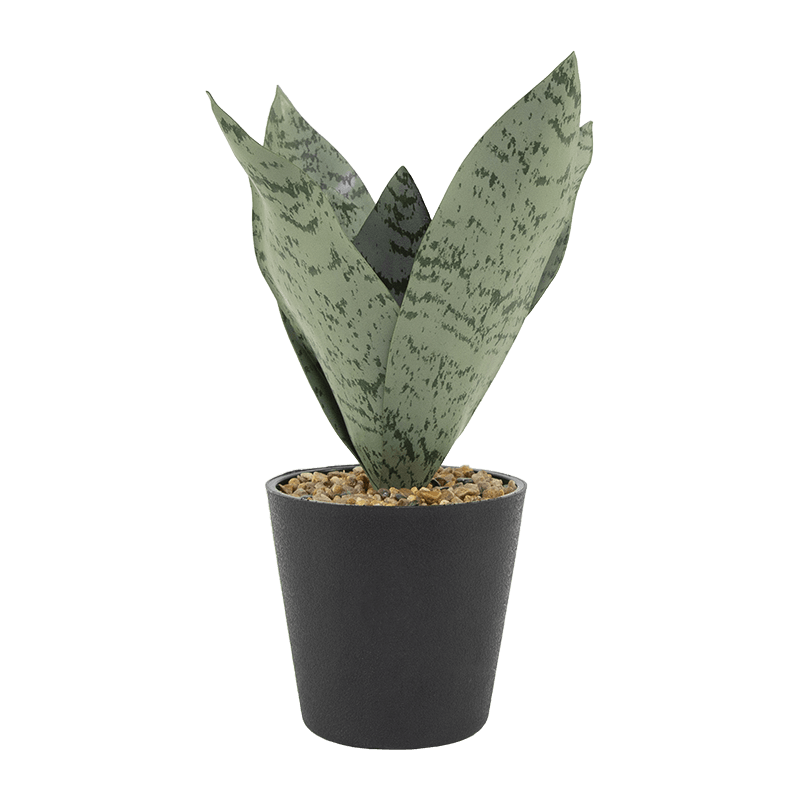 Planta de aloe de serpiente en maceta de PP de 24 cm