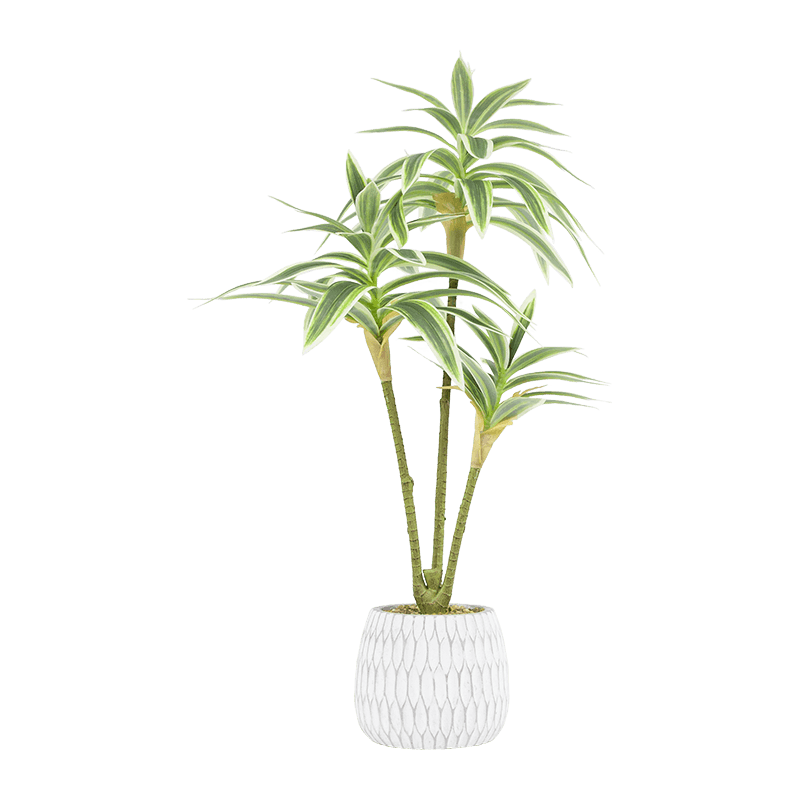 Dracaena Sanderiana en Maceta de Cemento