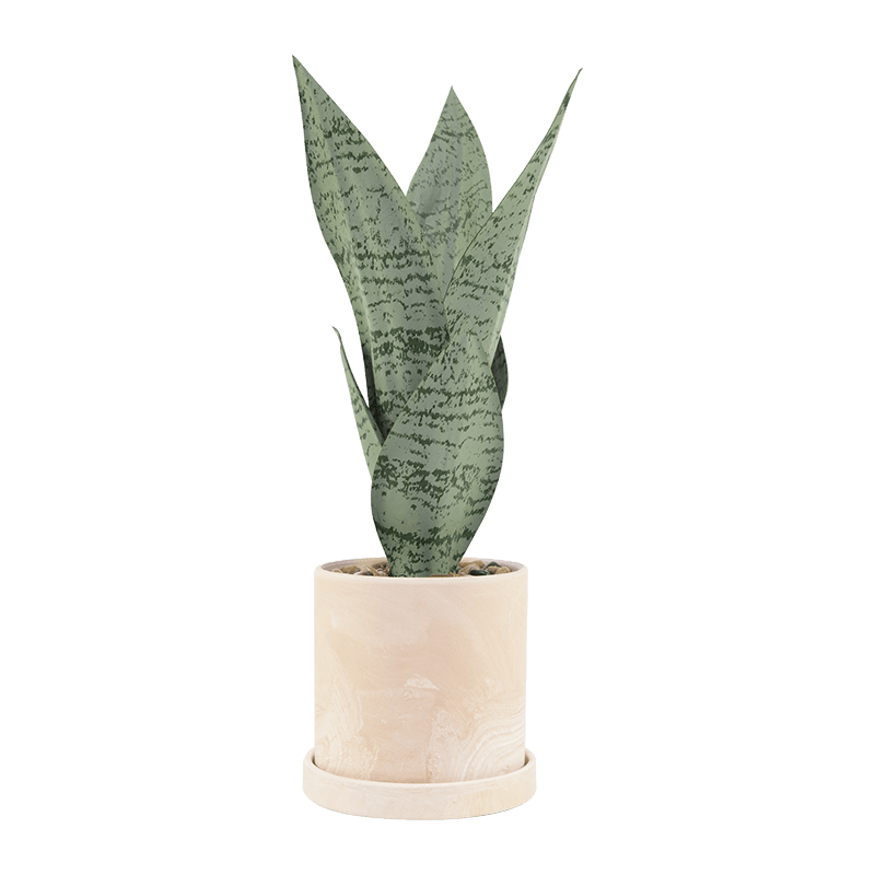Planta de Aloe Serpiente en Maceta Cerámica 40cm