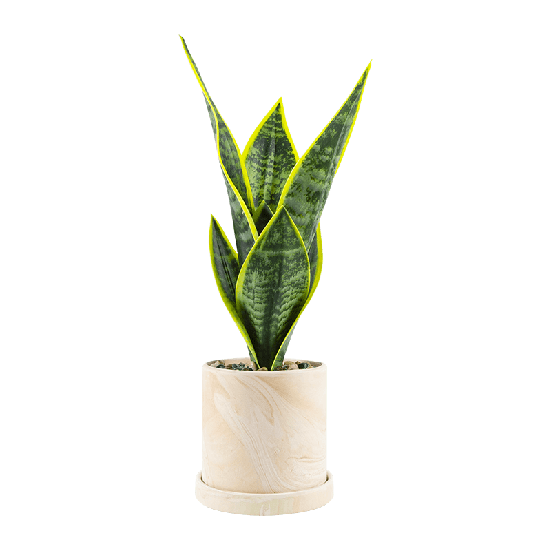Planta de Aloe Serpiente en Maceta Cerámica 40cm