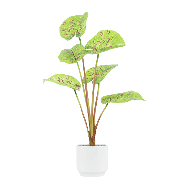 Planta artificial de taro rosa de 6 hojas en maceta de cerámica