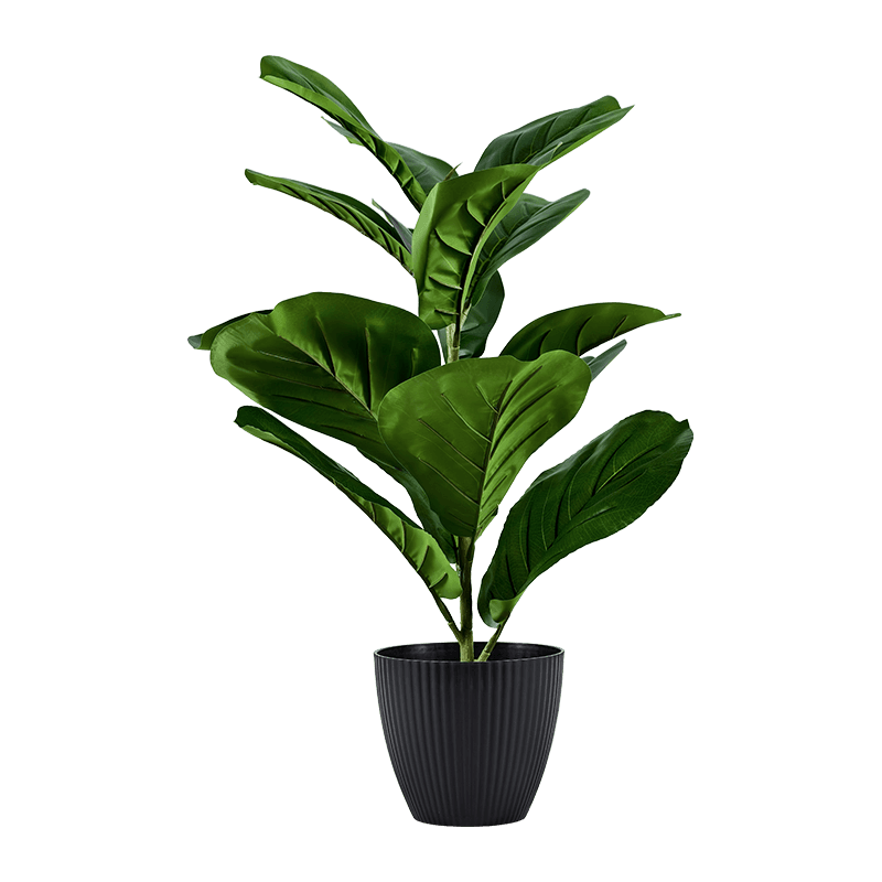 Hoja de violín Fig. 15 Hojas en maceta PP de 50 cm