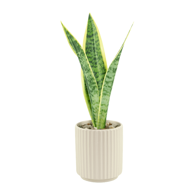 Aloe artificial en maceta de cerámica beige de 16,1